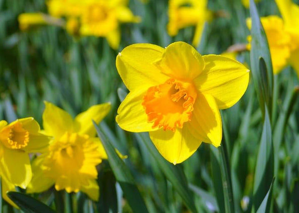 Daffodil, the Flower of March