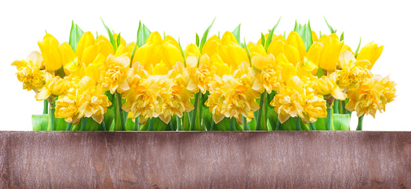Spring Flowers to Ukraine on women’s day