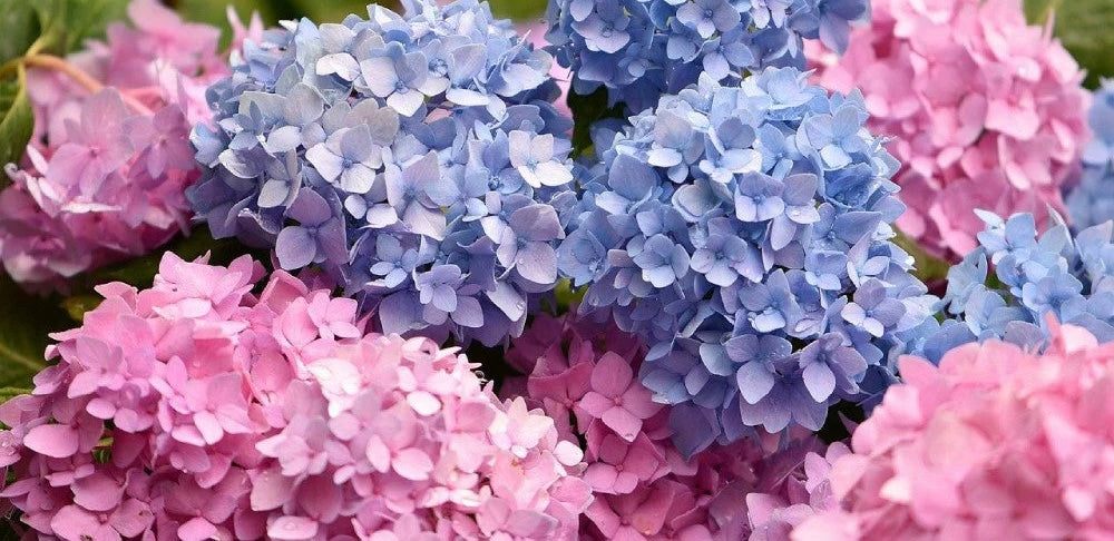 Send hydrangeas to Ukraine