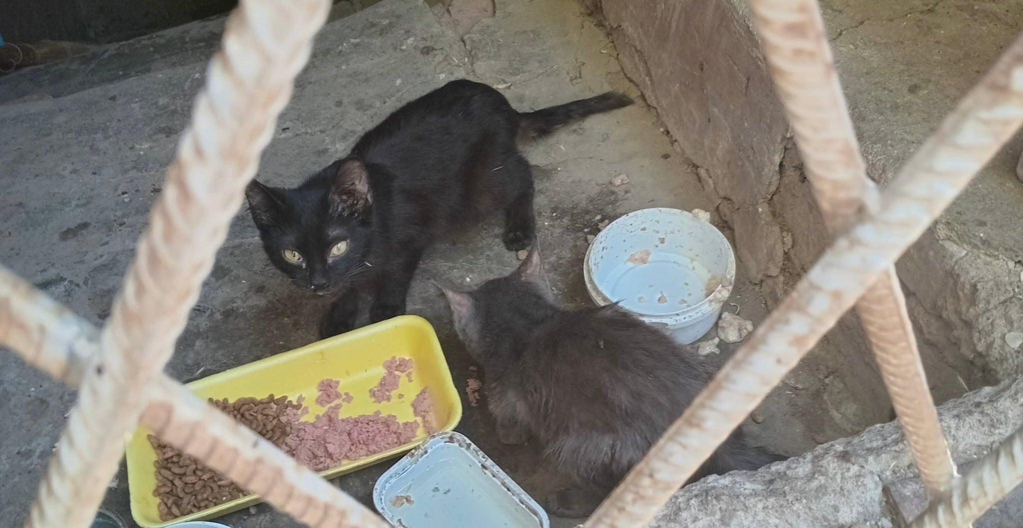 Kittens rescued from a war-affected basement in Kherson, Ukraine, awaiting adoption