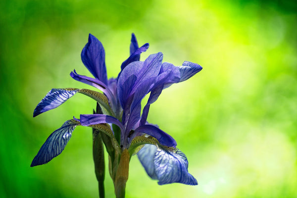 Iris, the Flower of February