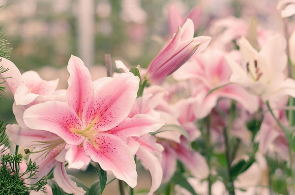 Lily, May Birth Flower