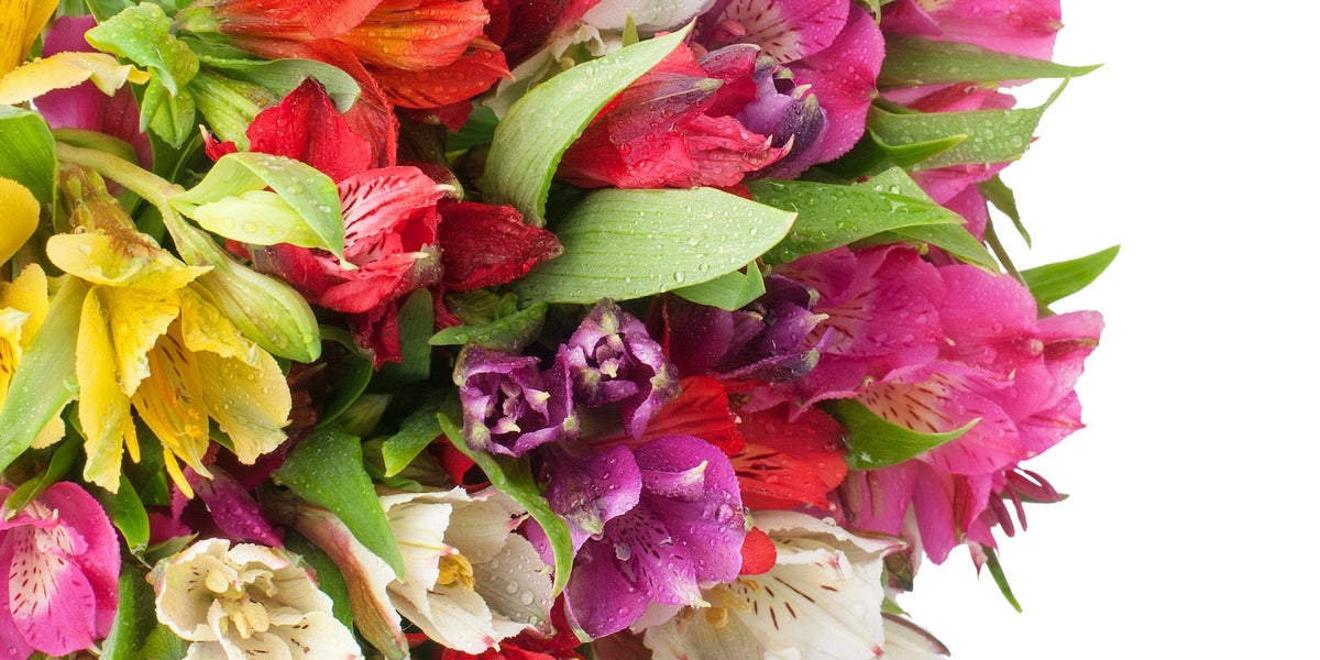 Alstroemeria, the flower of October
