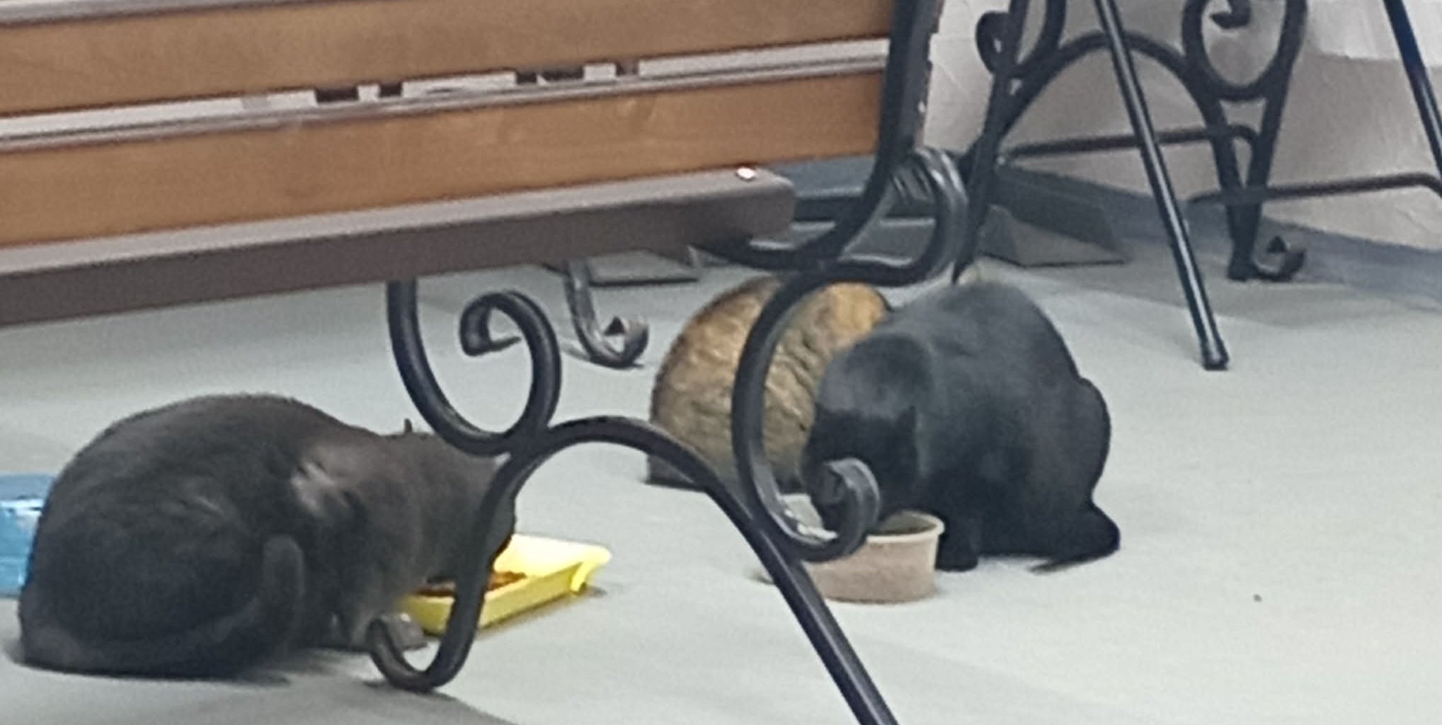 Cats sheltering in basement in Kherson winter