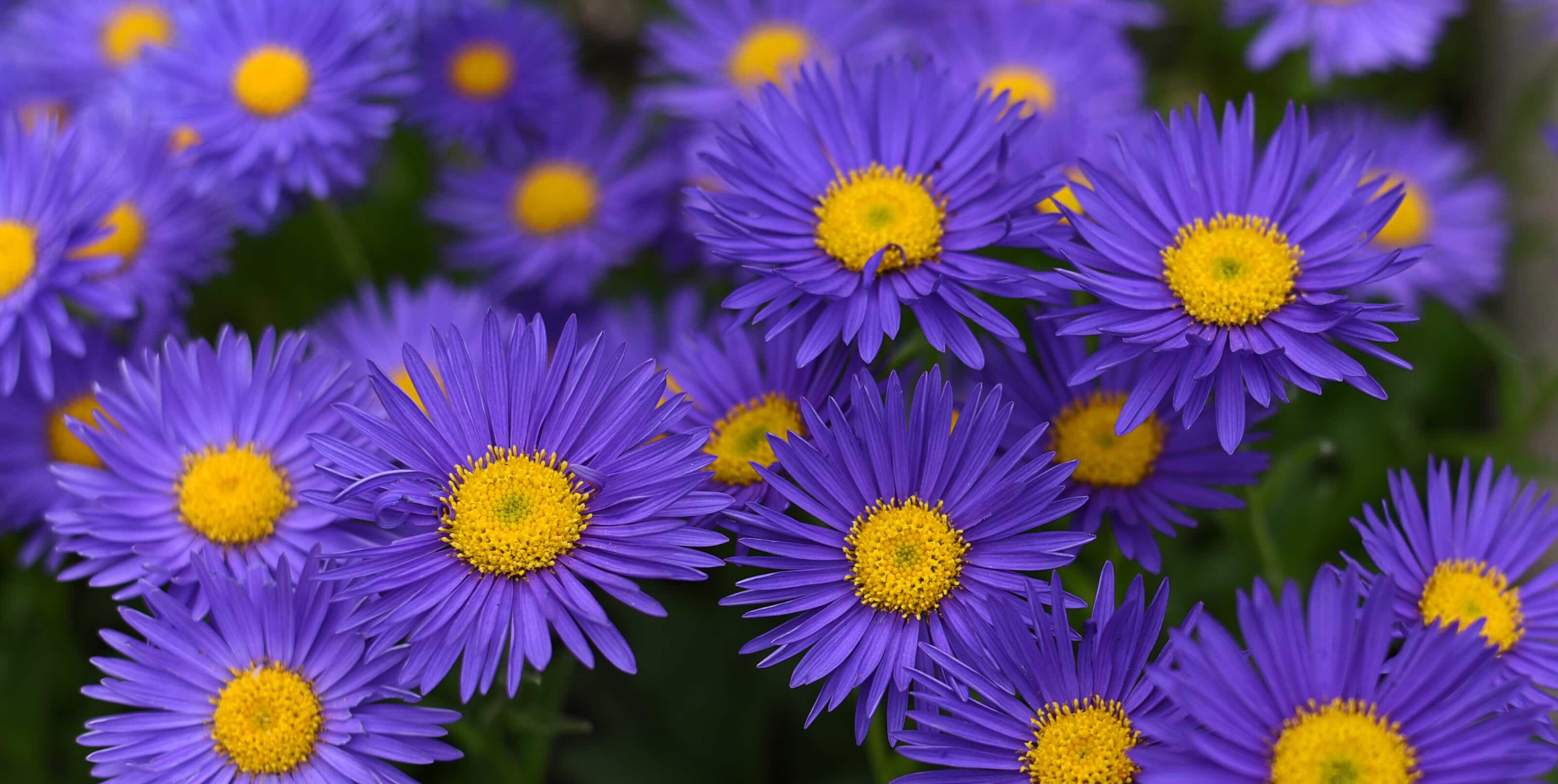 Purple aster bouquet delivery in Ukraine