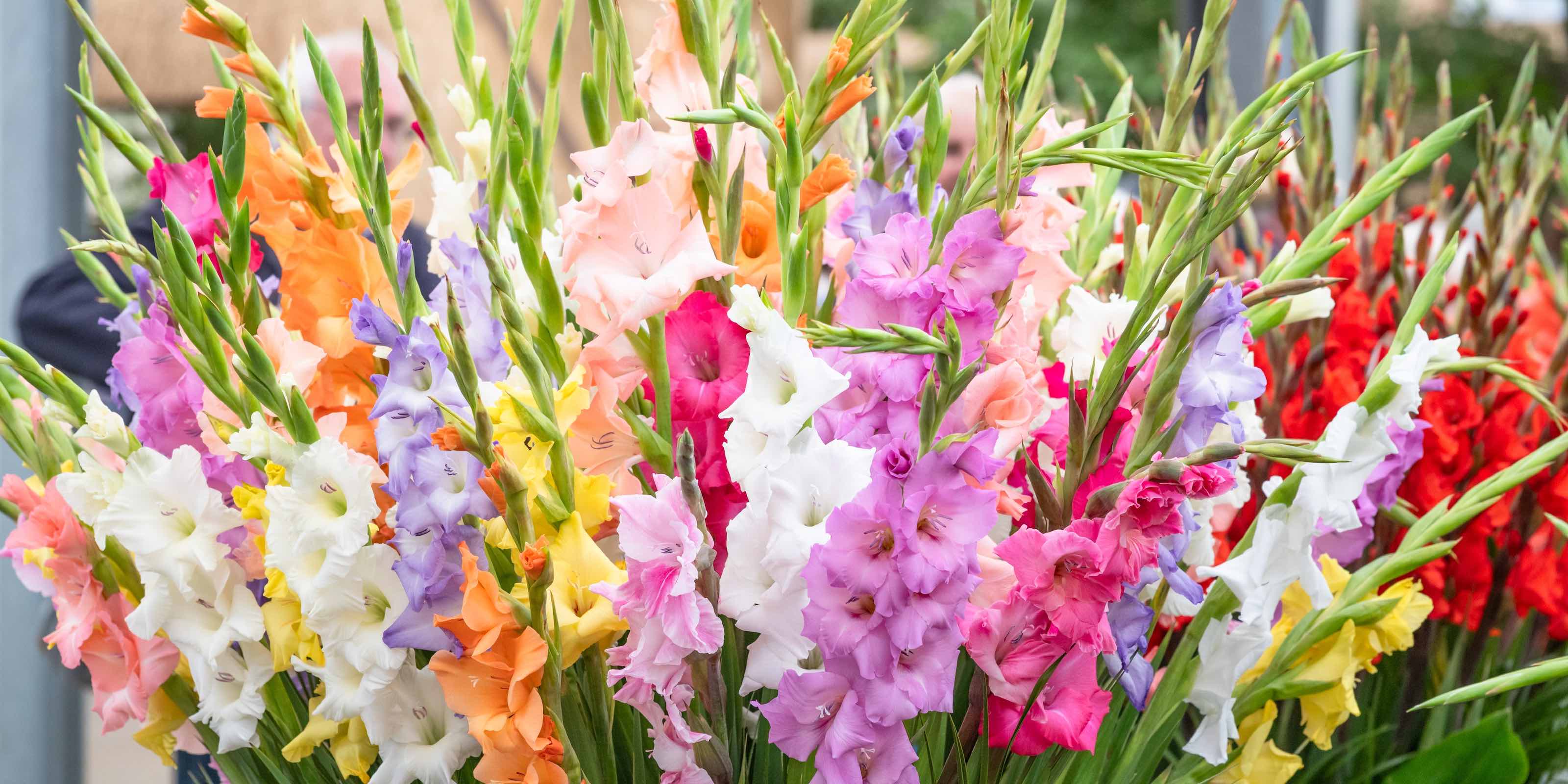 gladioluses delivery in Ukraine
