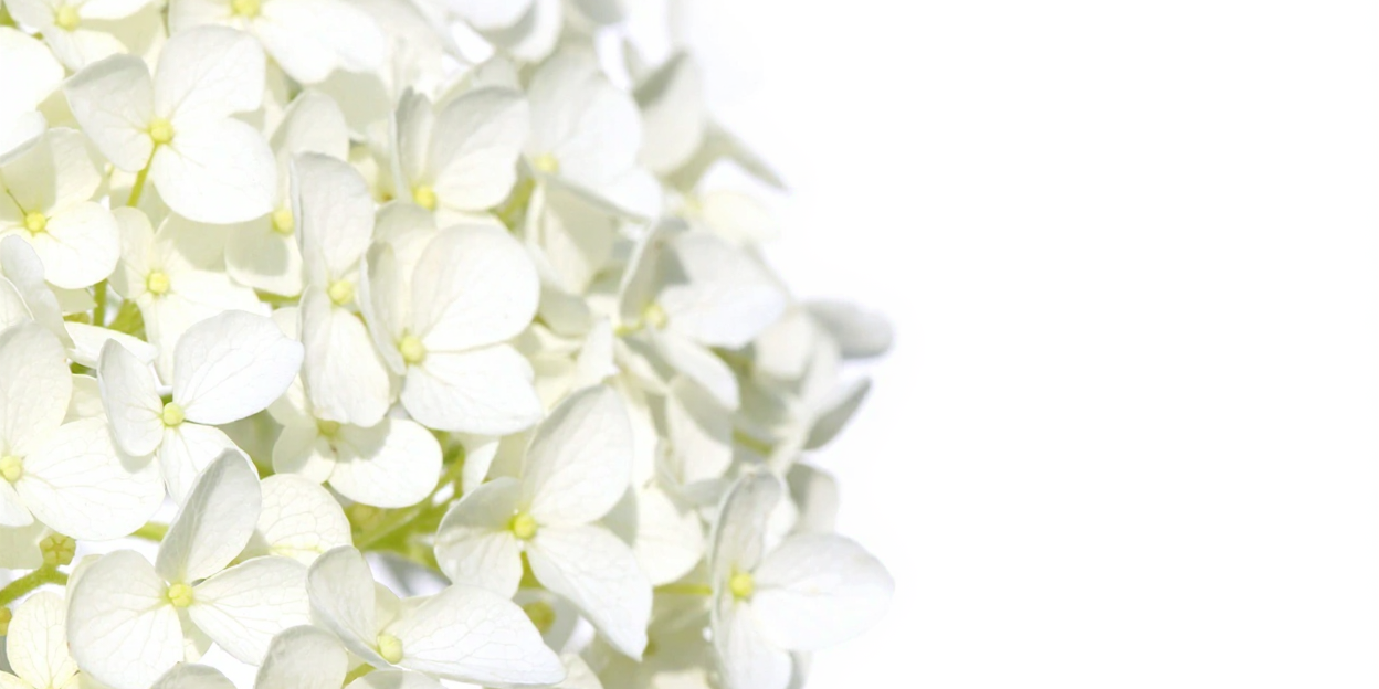 Hydrangea, July birth flower