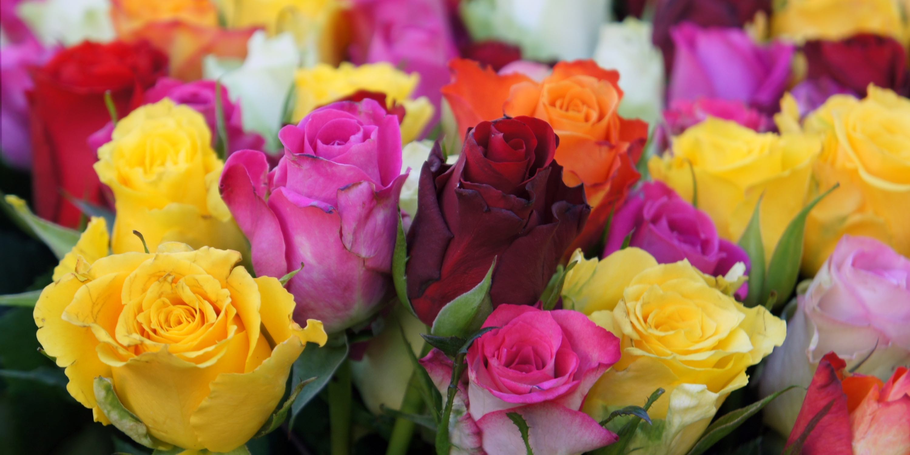 Send Roses to Ukraine – June Birth Flower of Love, Beauty & Devotion
