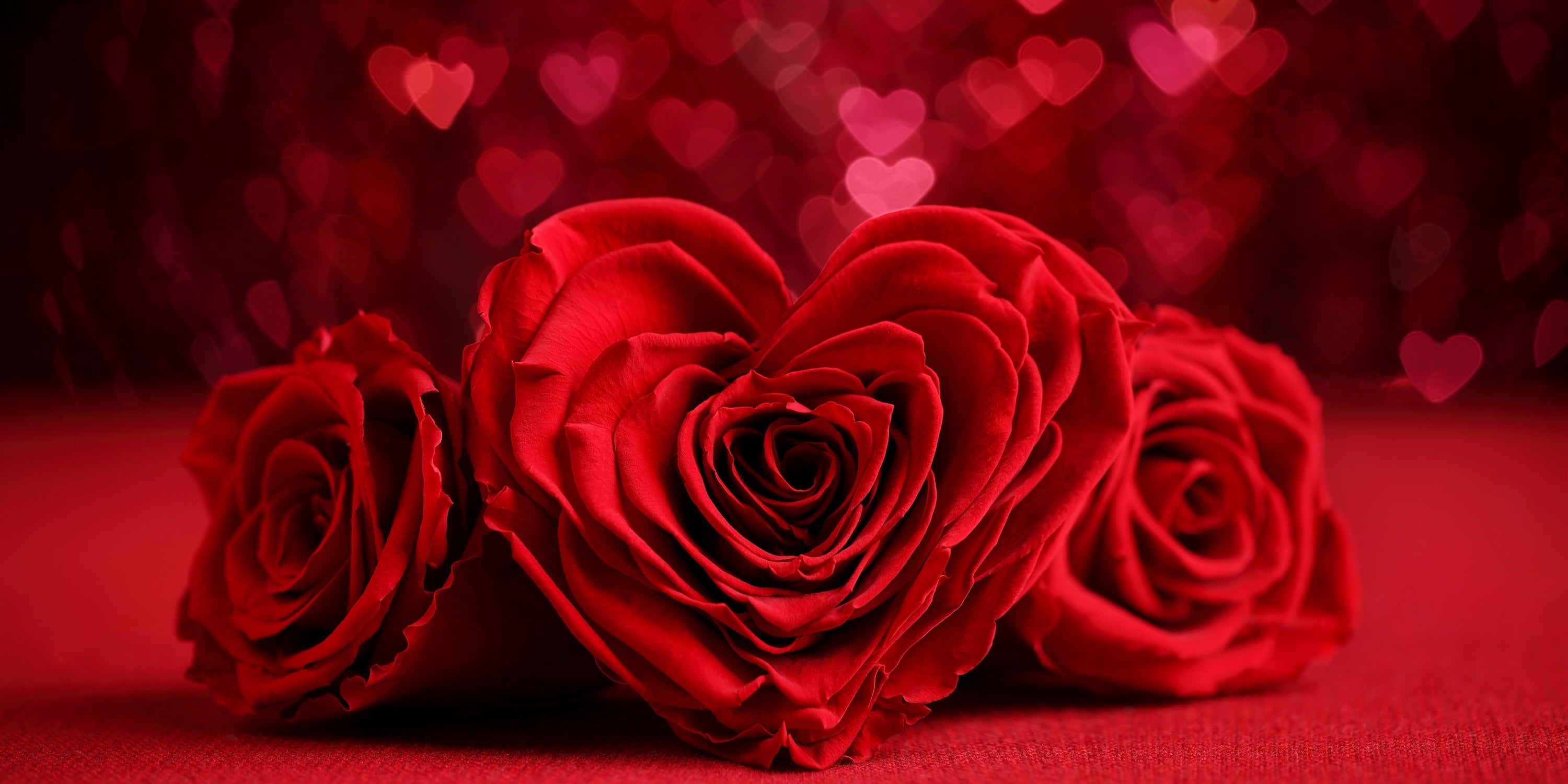 Red Rose – The Queen of Roses and Symbol of Love