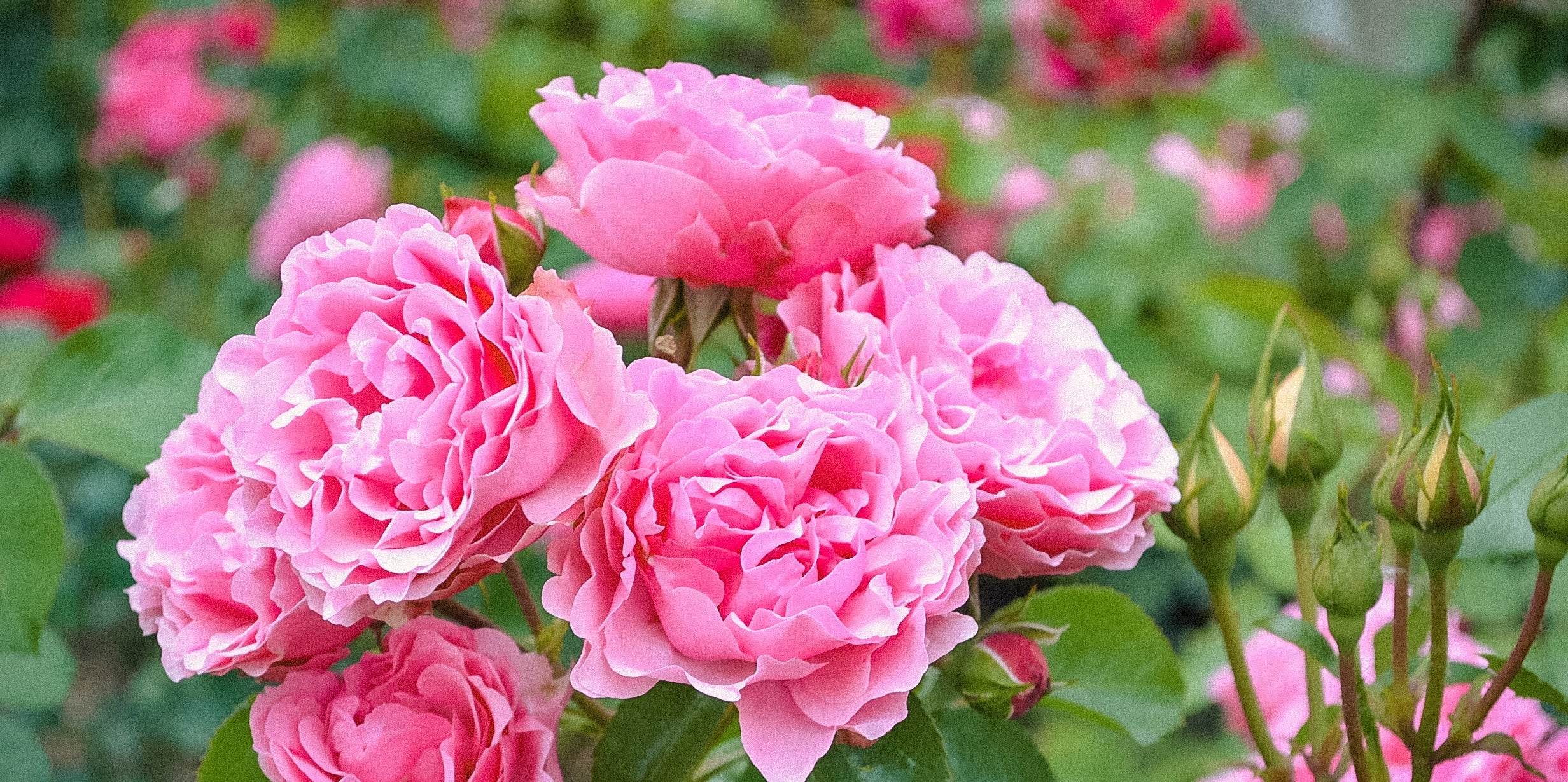 Local vs. Imported Roses in Ukraine