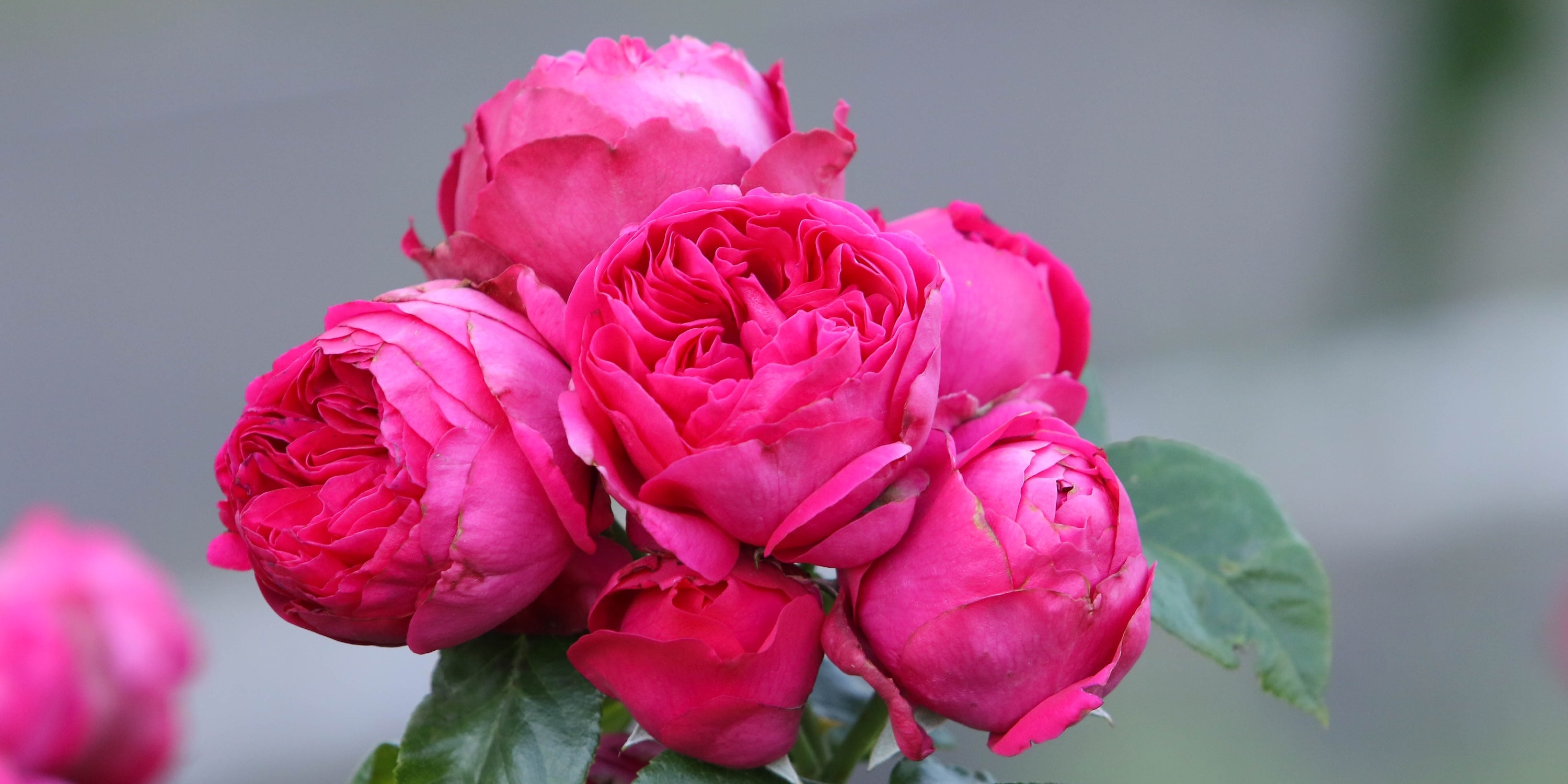 Peony, spray, and standard roses available for flower delivery in Ukraine