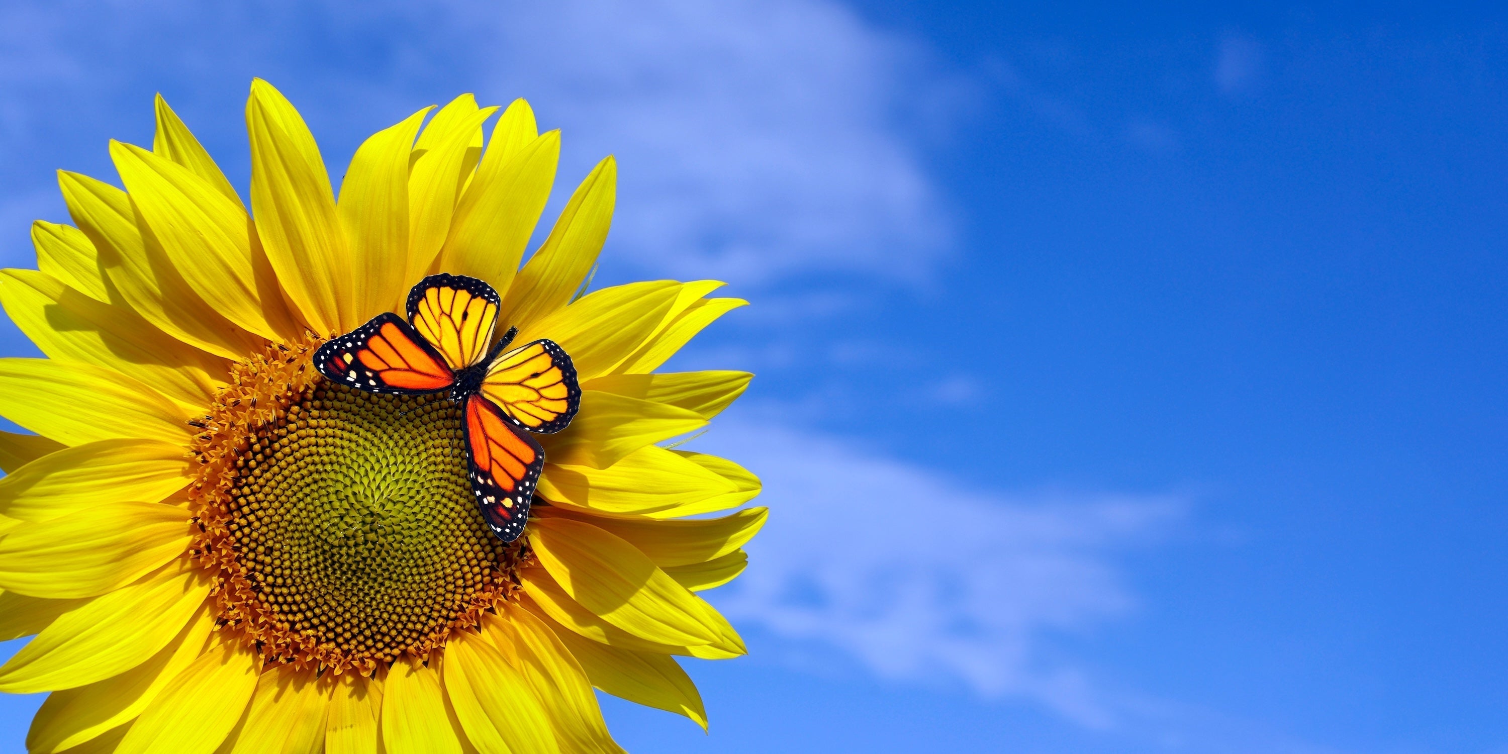 Ukrainian gift etiquette with flowers, chocolates and traditional gifts