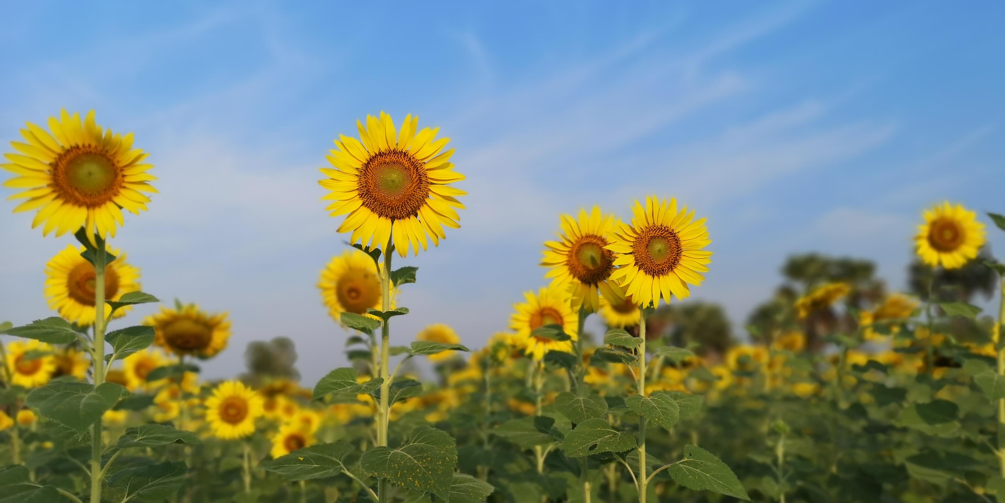 flowers in Ukraine by month