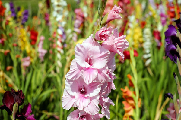 Gladiolus, August Birth Flower