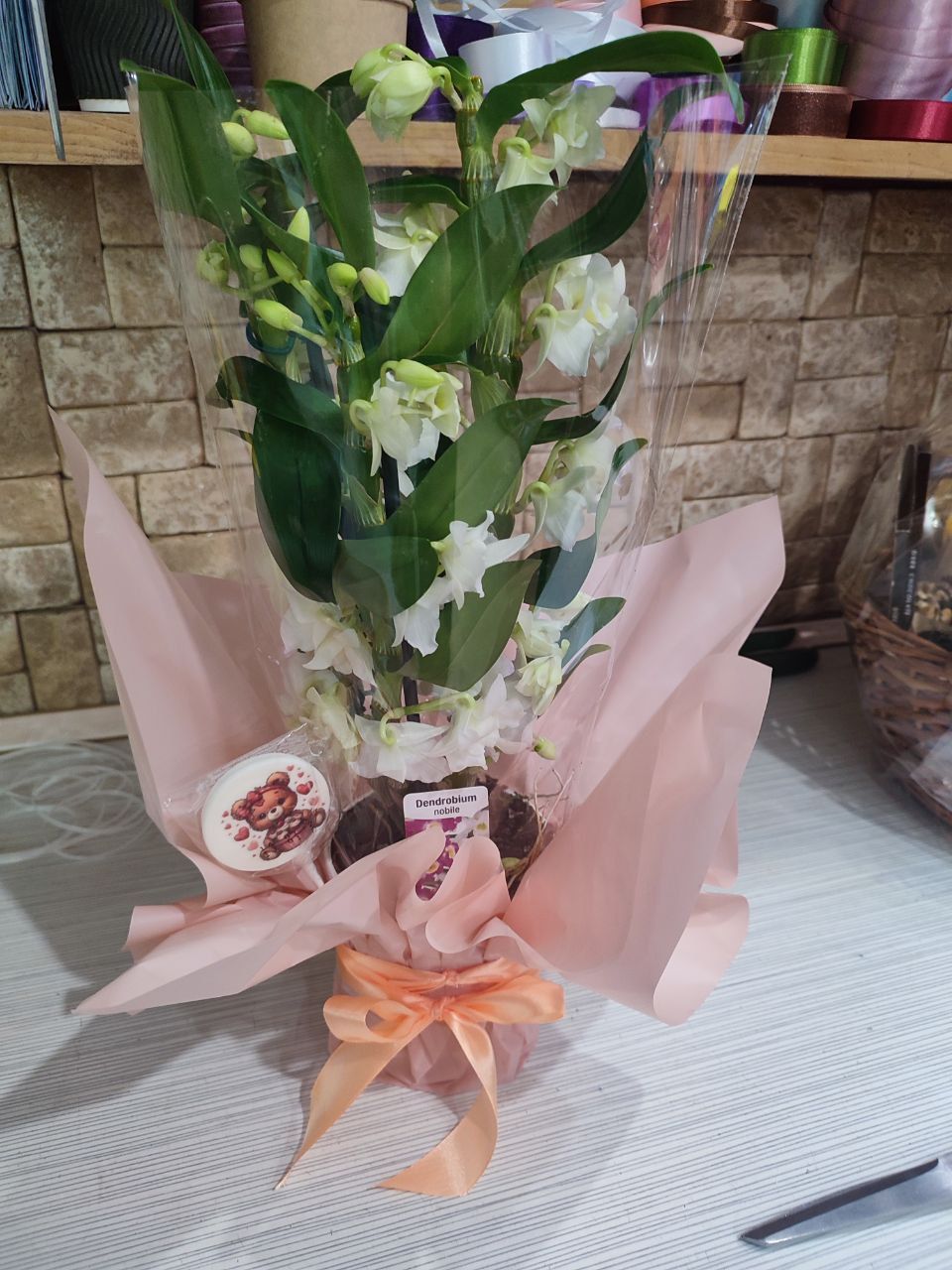 Dendrobium Orchid