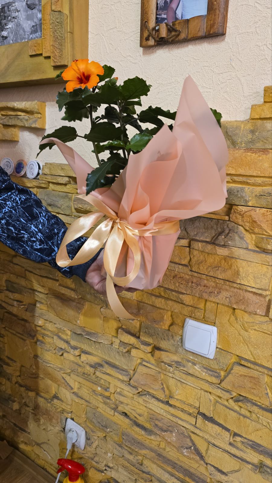 Hibiscus Blooming Plant