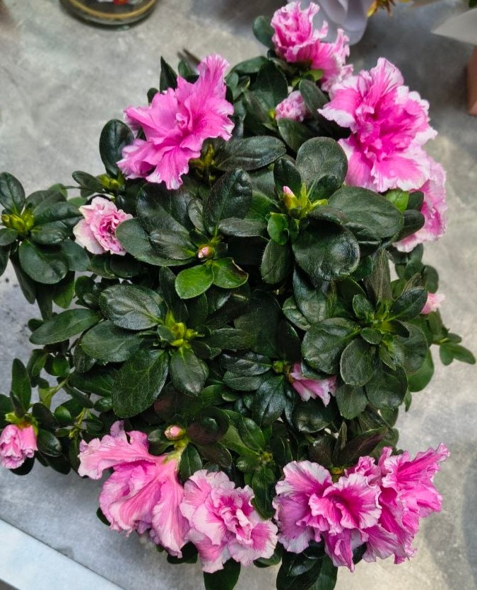 Azalea Plant Gift