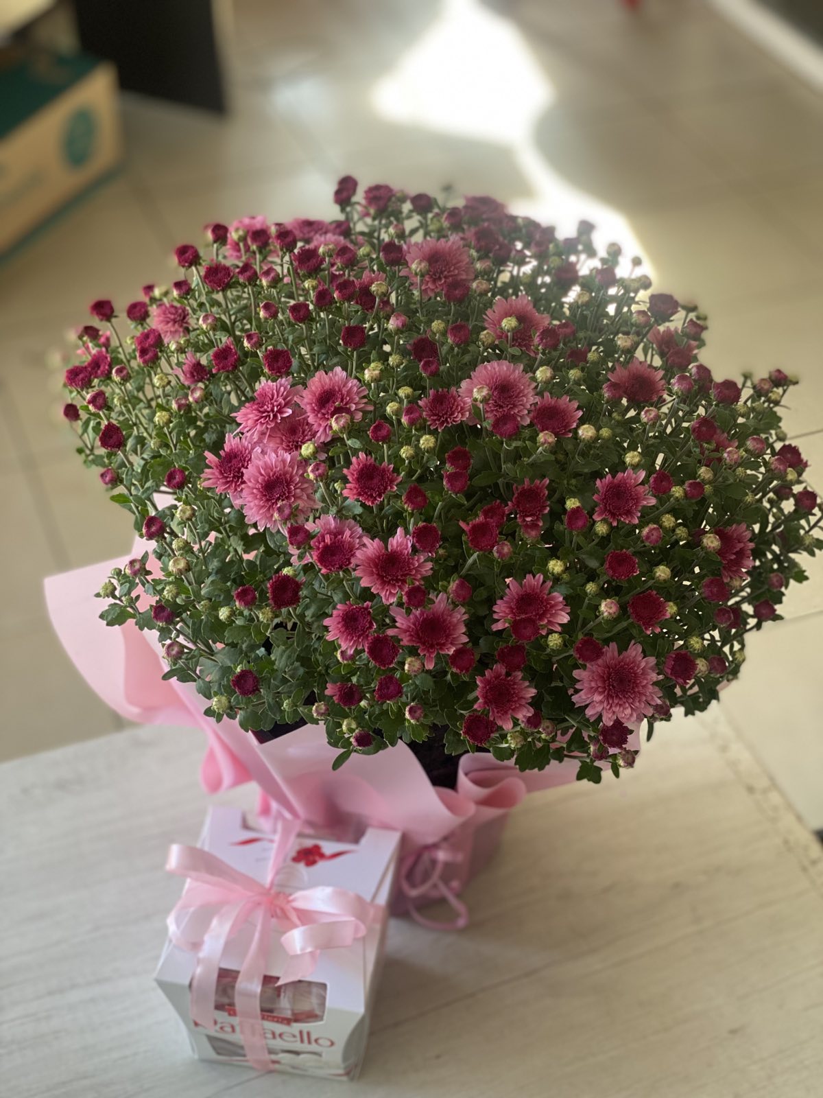 Lovely Potted Chrysanthemum Plant Gift
