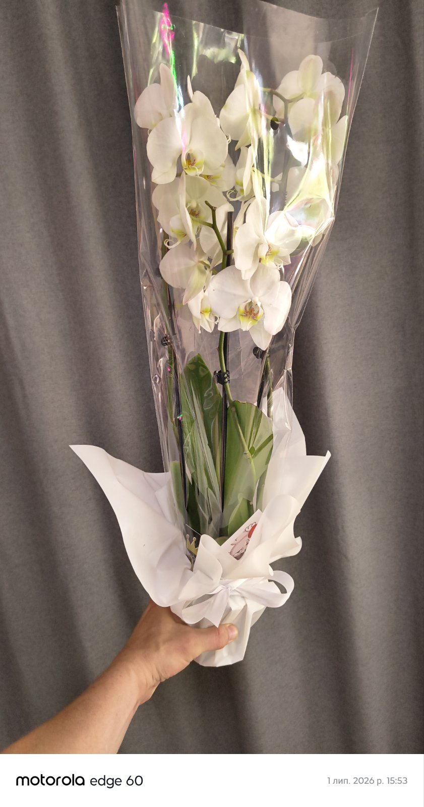 Phalaenopsis Orchid