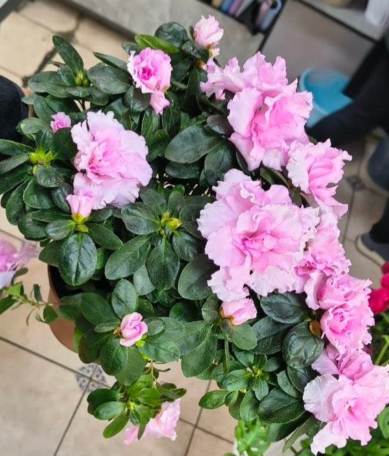 Azalea Plant Gift