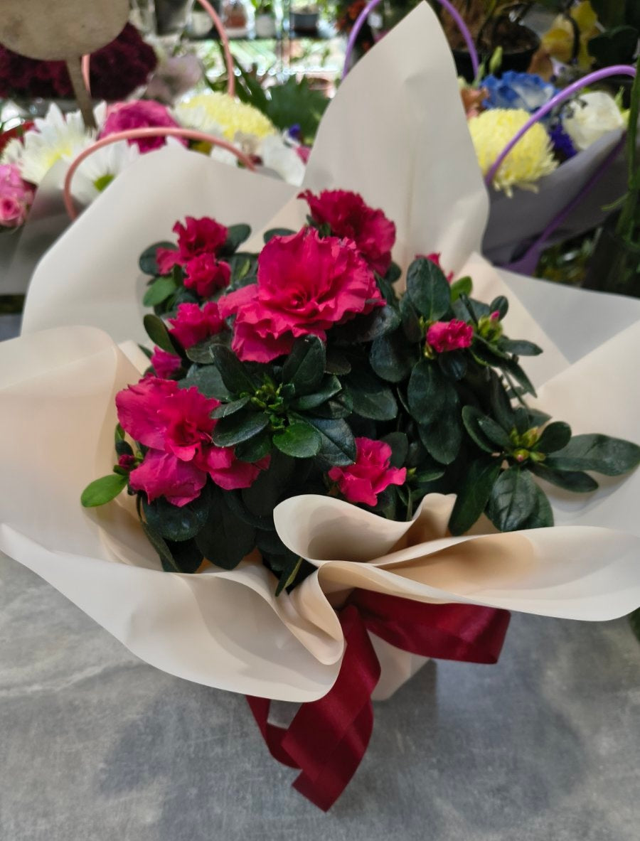 Azalea Plant Gift