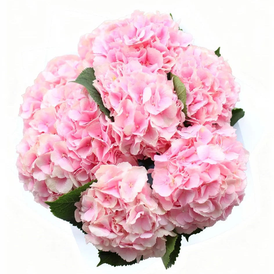 Bouquet of nine pink hydrangea flowers wrapped in elegant paper