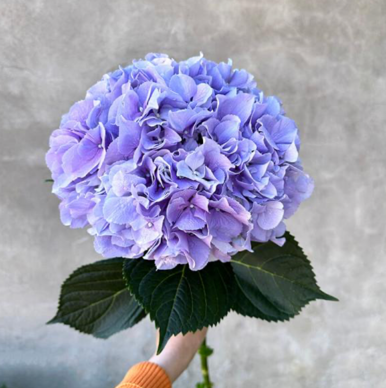 Cloud of Love – Hydrangea Bouquet