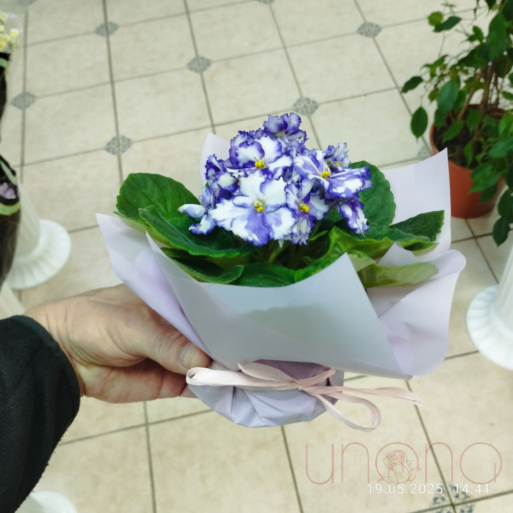 African Violets By Price