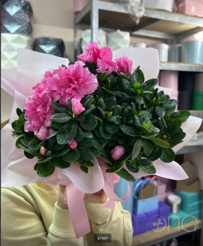 Azalea By Price