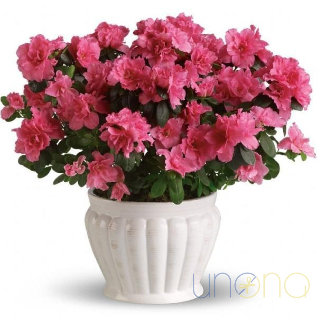 Azalea | Ukraine Gift Delivery.