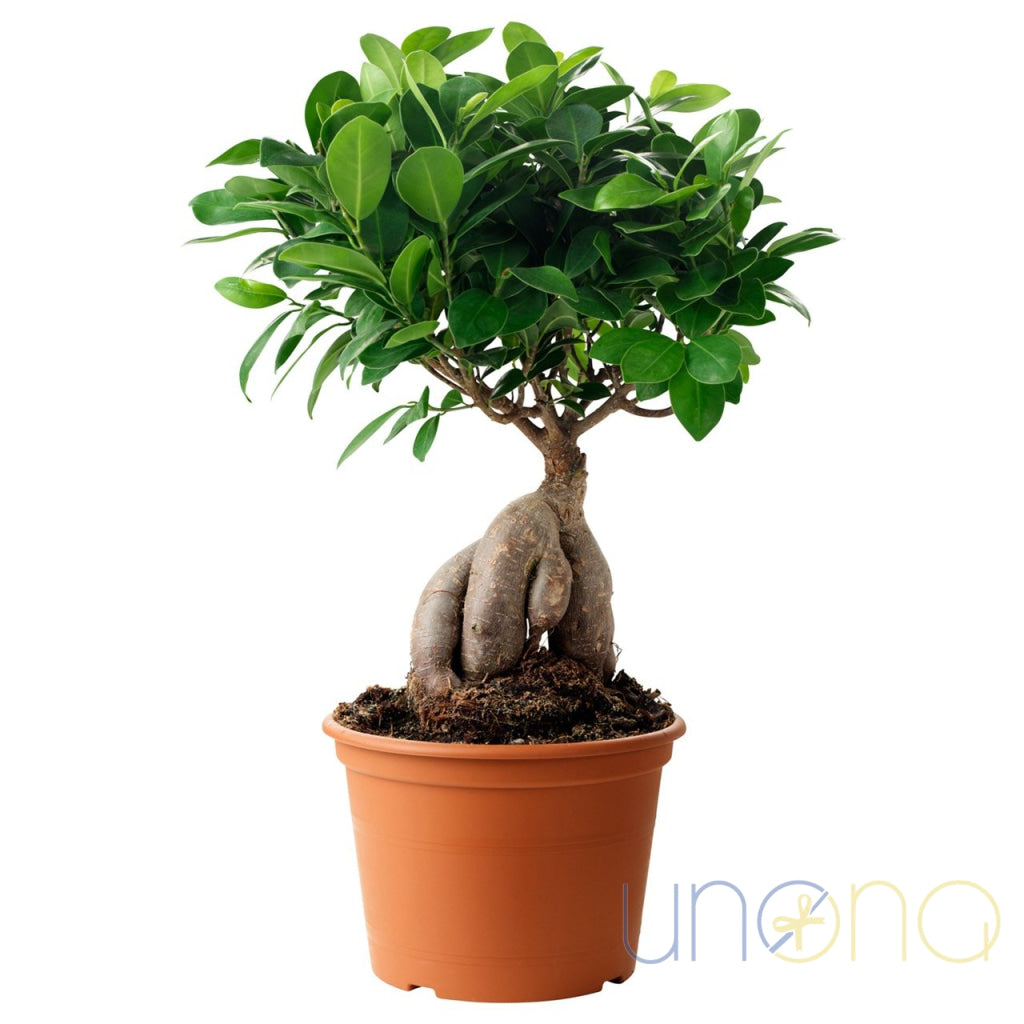 Bonsai