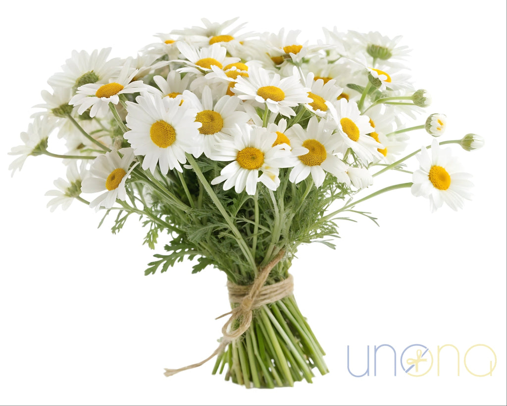 Bouquet of fresh white daisies tied with twine – flowers delivery in Ukraine