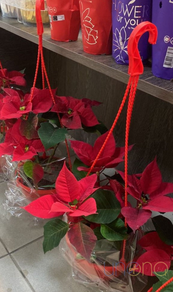 Classic Christmas Poinsettia poinsettia