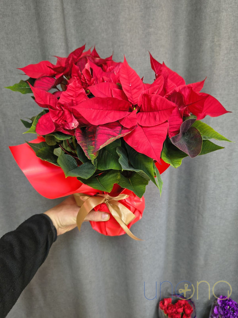 Classic Christmas Poinsettia poinsettia