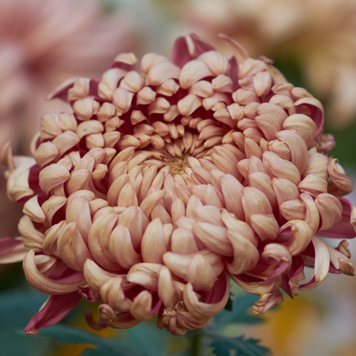 Vienna Copper Chrysanthemum Bouquet