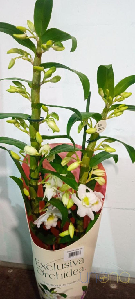 Dendrobium Orchid dendrobium