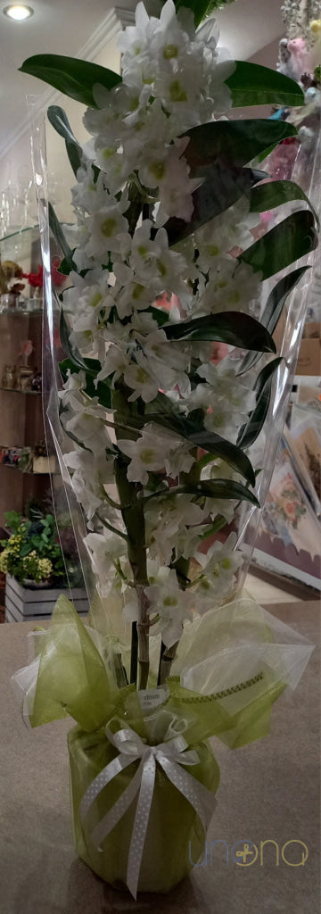 Dendrobium Orchid By Price