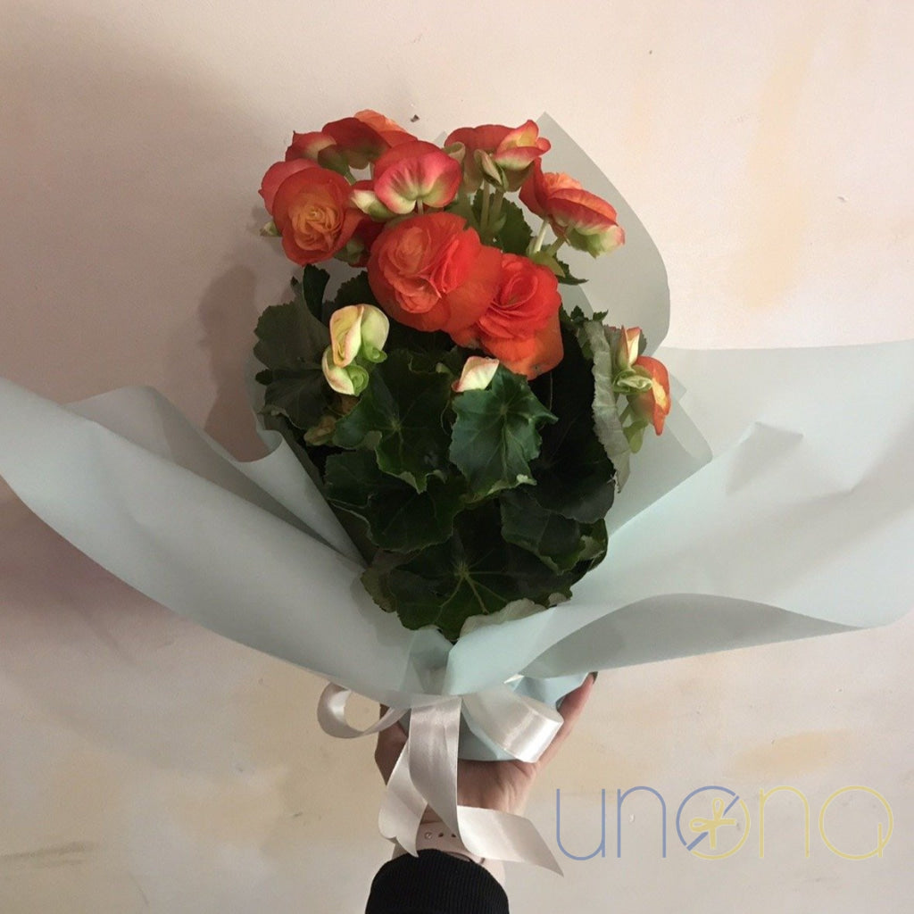 Gorgeous Begonia | Ukraine Gift Delivery.