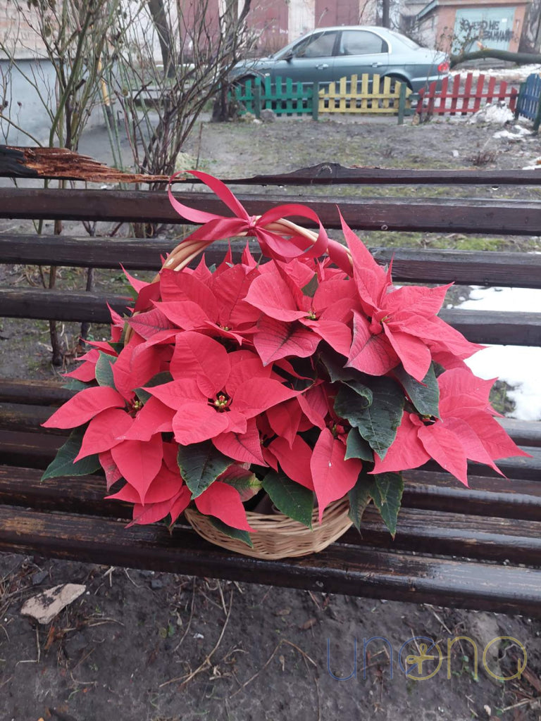 Gorgeous Poinsettia Flower Basket By Occasion