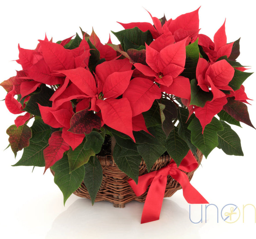 Gorgeous Poinsettia Flower Basket By Occasion