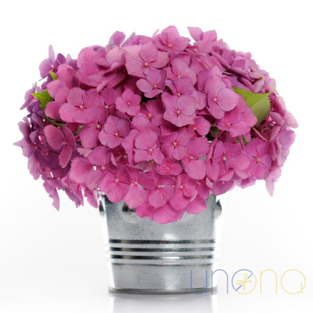 hydrangea potted plant delivery Hydrangea Beauty Arrangement