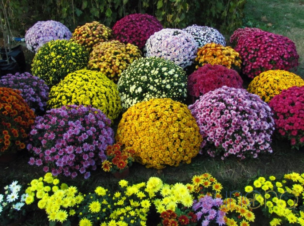 Lovely Pot Chrysanthemum By Country