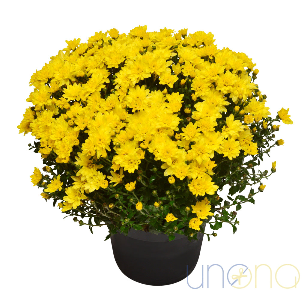 Lovely Pot Chrysanthemum By Country