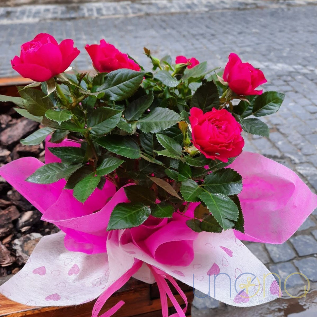 Miniature Rose Bush | Ukraine Gift Delivery.