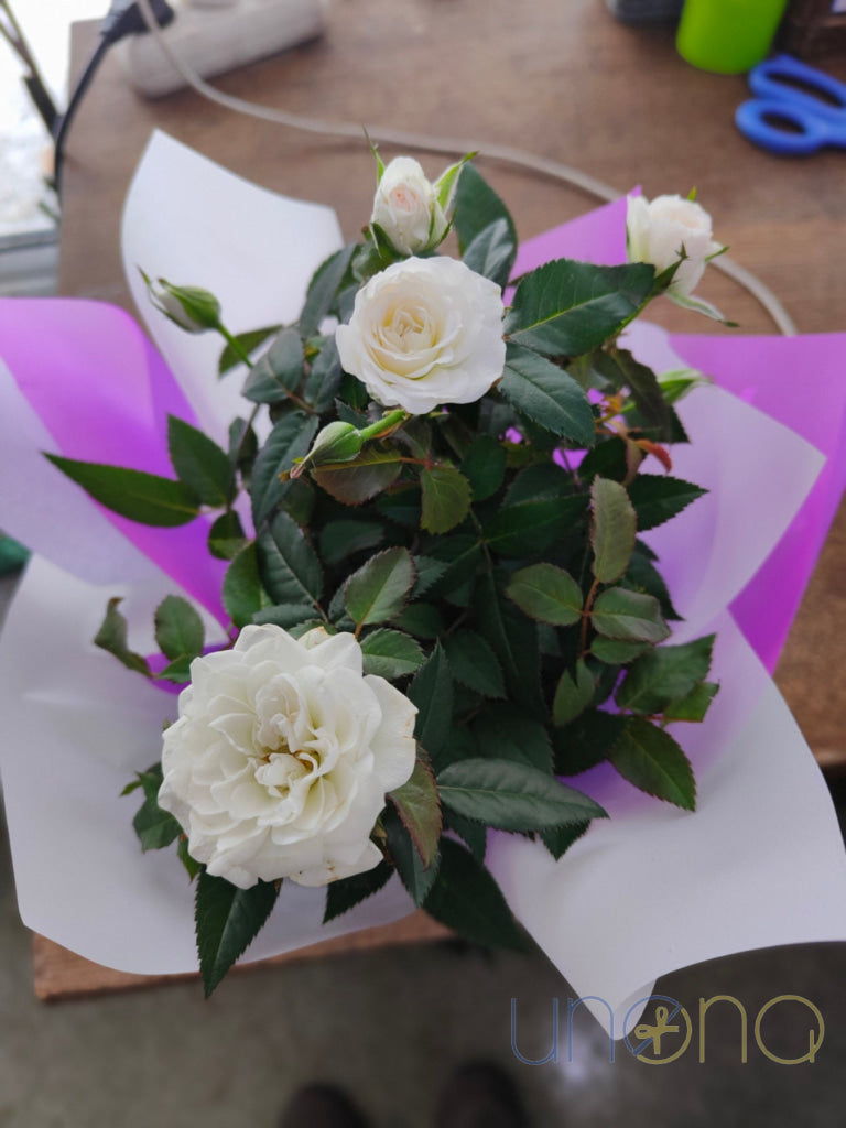 Miniature Rose Bush white By Price