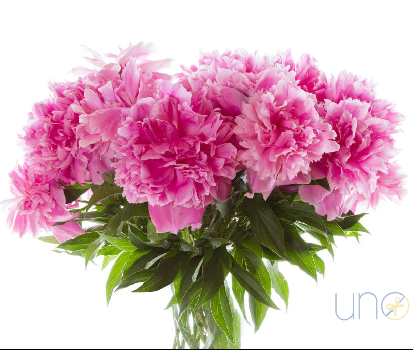 Peony Prince Arrangement By Holidays