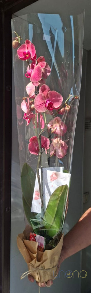 Phalaenopsis Orchid Orchid