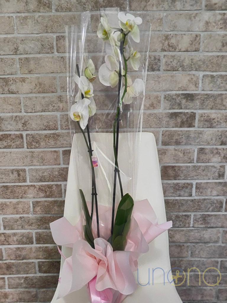 Phalaenopsis Orchid Orchid