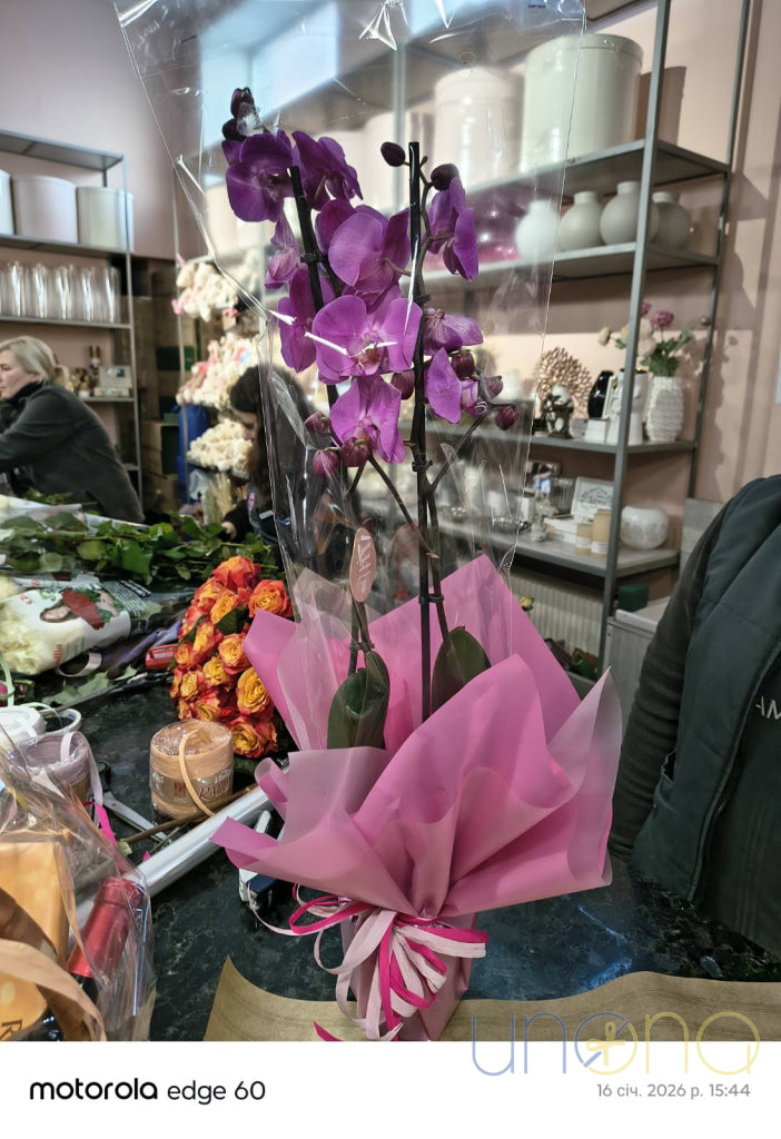 Phalaenopsis Orchid Orchid