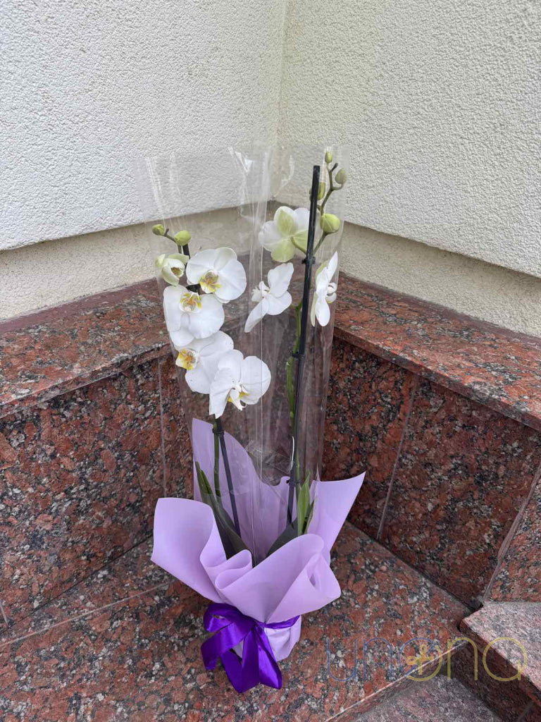 Phalaenopsis Orchid Orchid